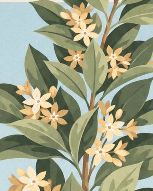 Les fleurs étoilées jaune pâle et crème sur leurs branches de laurier, parmi les grandes feuilles vertes