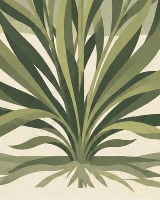 A fan-shaped clump of long green leaves, with fine roots at the base of the plant