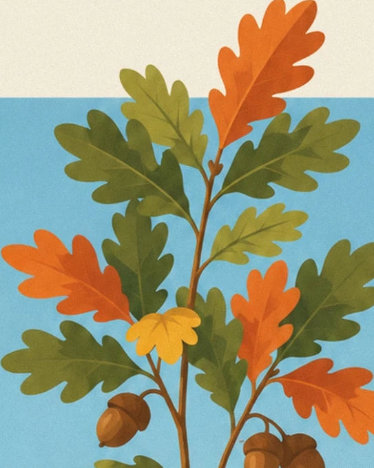 Une branche de chêne aux feuilles vertes et orangées, avec ses glands bruns