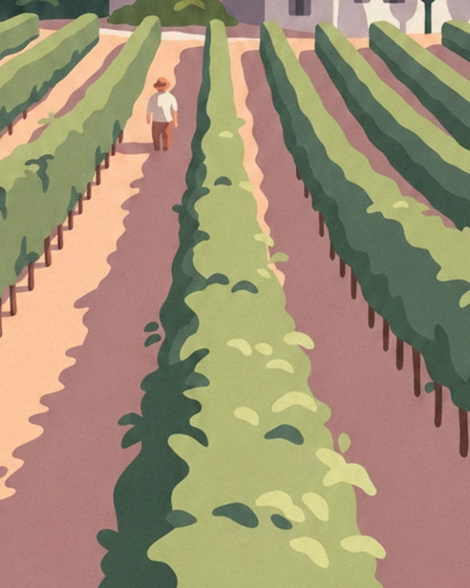 The winegrower in a white shirt and hat walking up the path between the vine rows